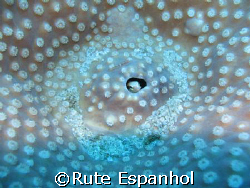 Goby - Taken in Flic en Flac - Mauritius by Rute Espanhol 
